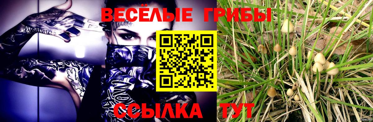Псилоцибиновые грибы Psilocybine cubensis  Вход с VPN  Отрадный  Псилоцибиновые грибы Psilocybine cubensis 
